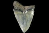 Juvenile Megalodon Tooth - Georgia #115636-1